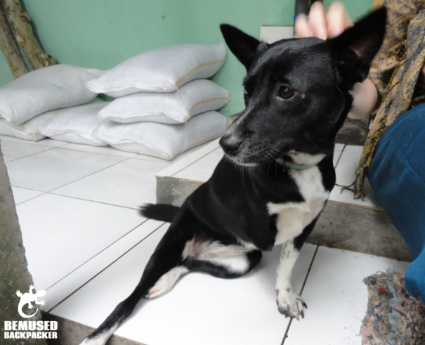 Gap year volunteering in Bali with BAWA