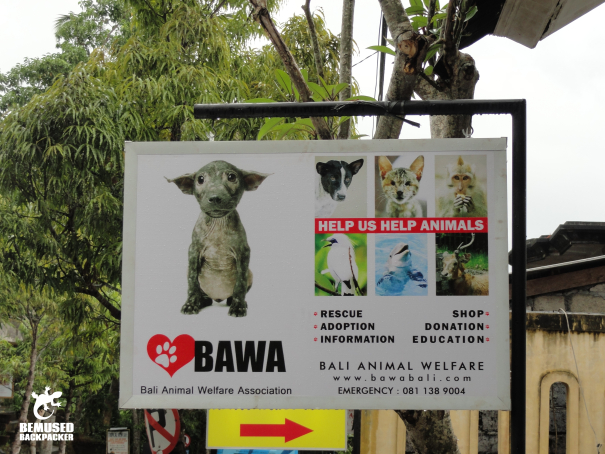 Gap year volunteering in Bali with BAWA