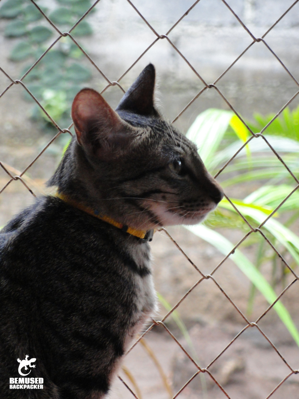 Gap year volunteering in Bali with BAWA