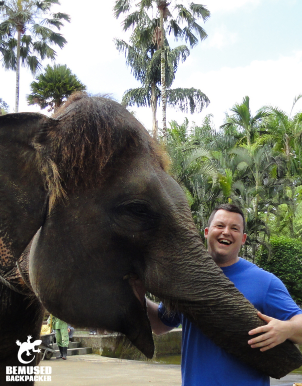 Volunteering with elephants