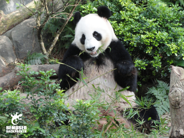 panda conservation on a gap year
