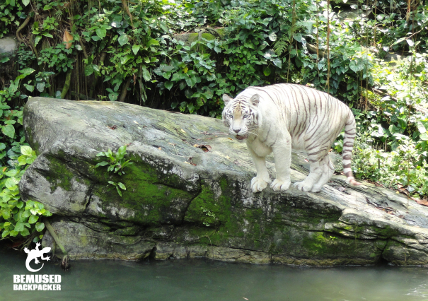 Gap year wildlife conservation white tiger