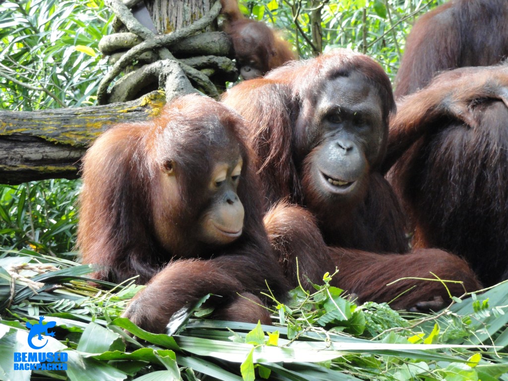 Orang utan animal conservation