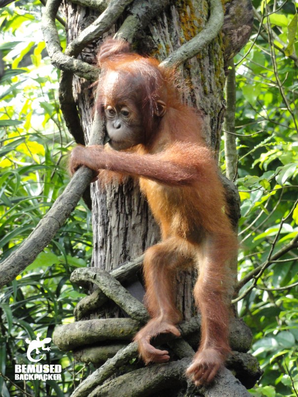 Orangutan animal conservation Borneo