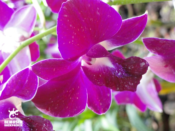 Botanical gardens in Singapore