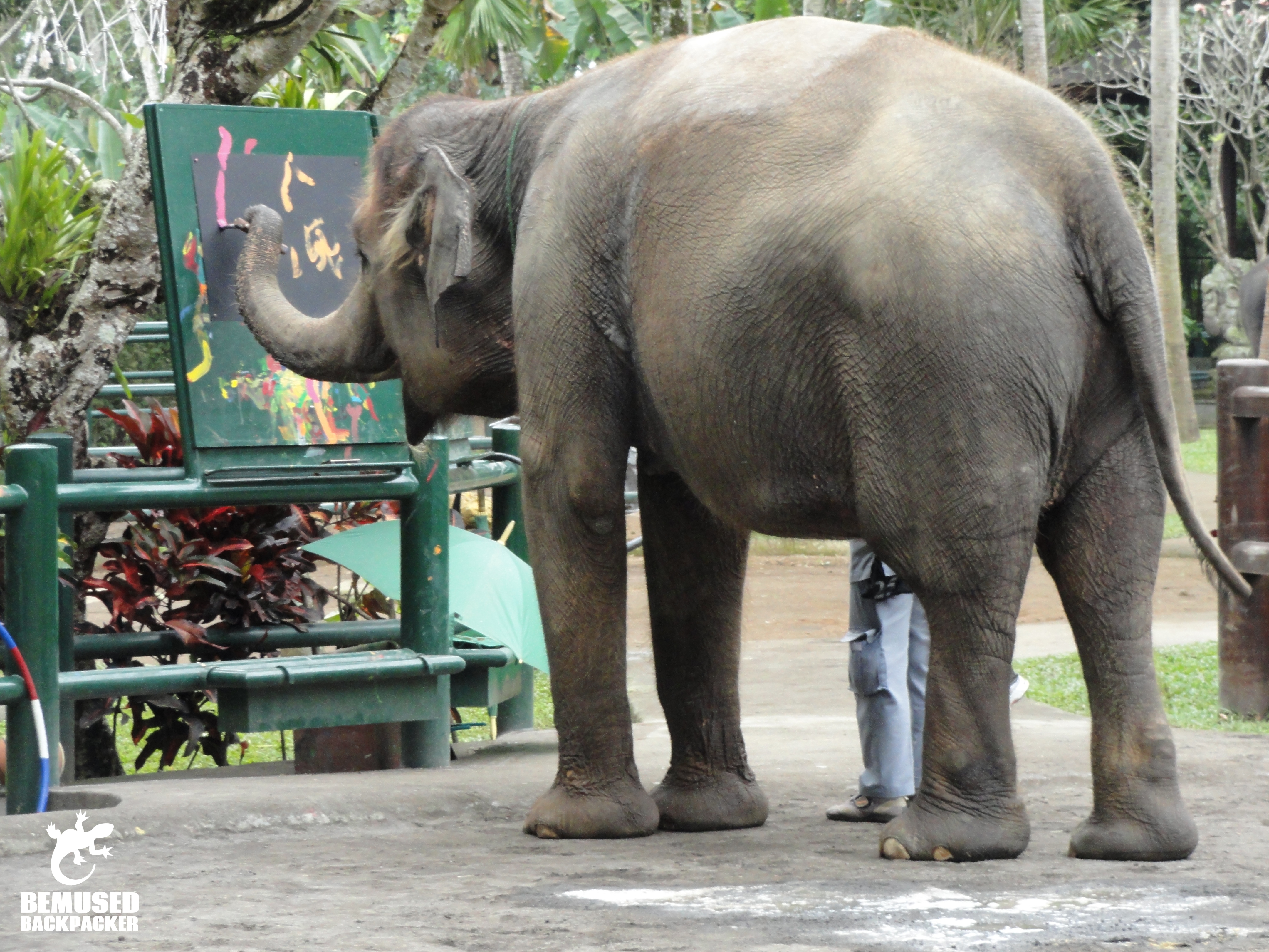 Elephant conservation and exploitation