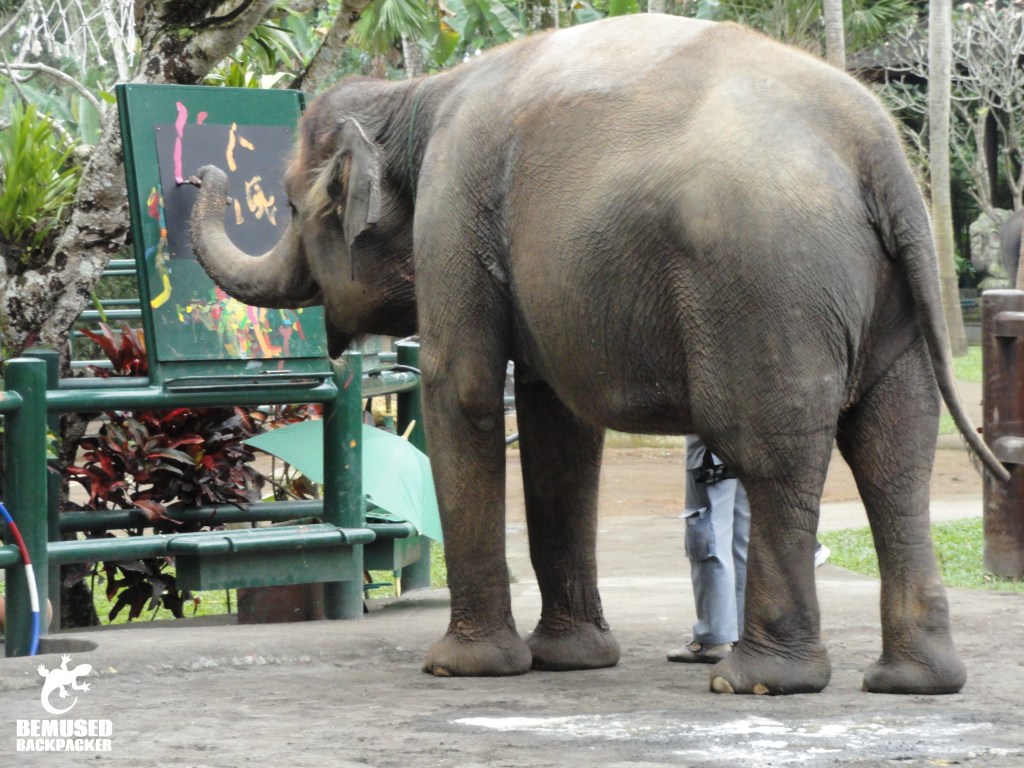 Elephant conservation and exploitation