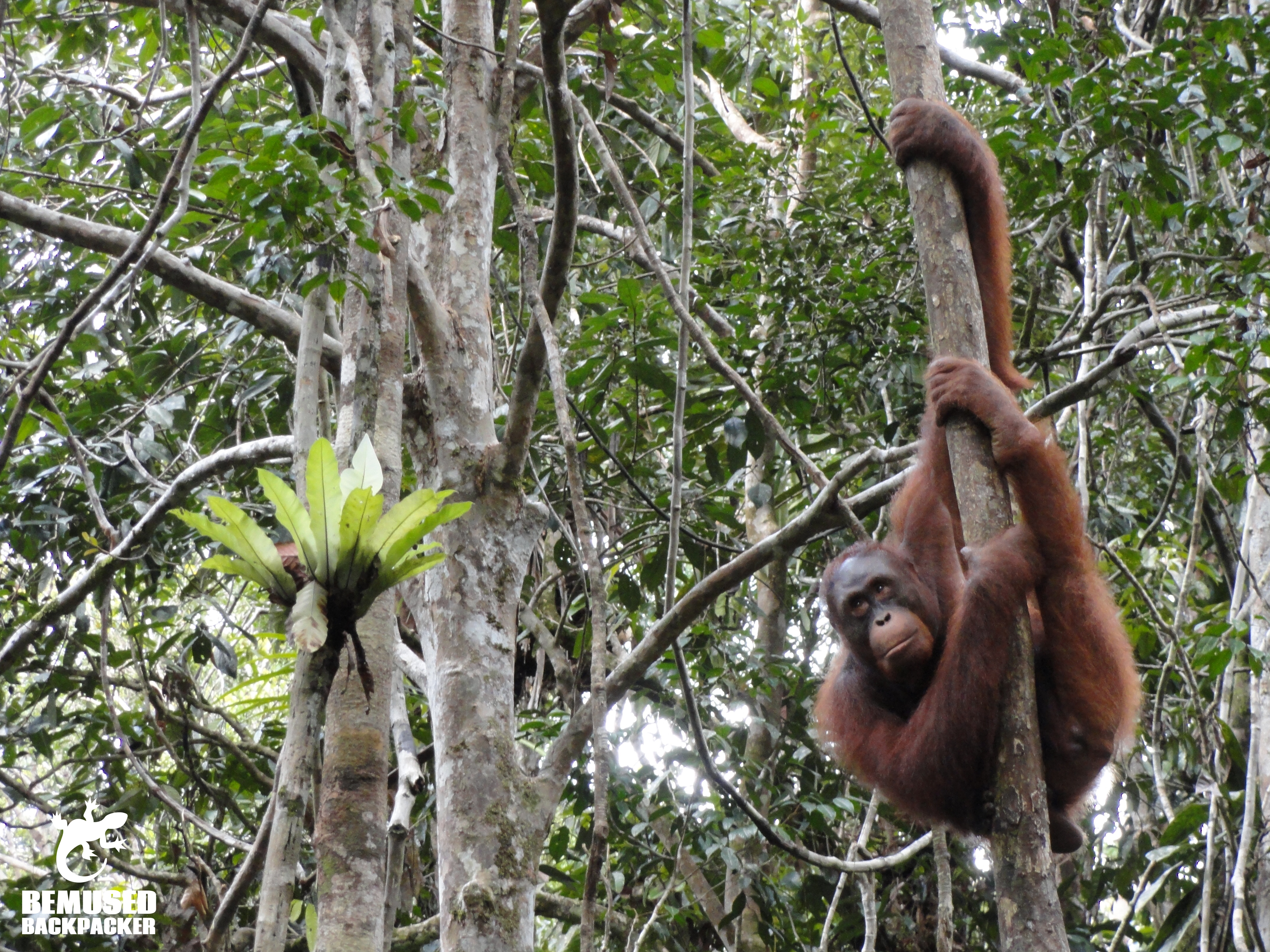 Orangutan rehab centre