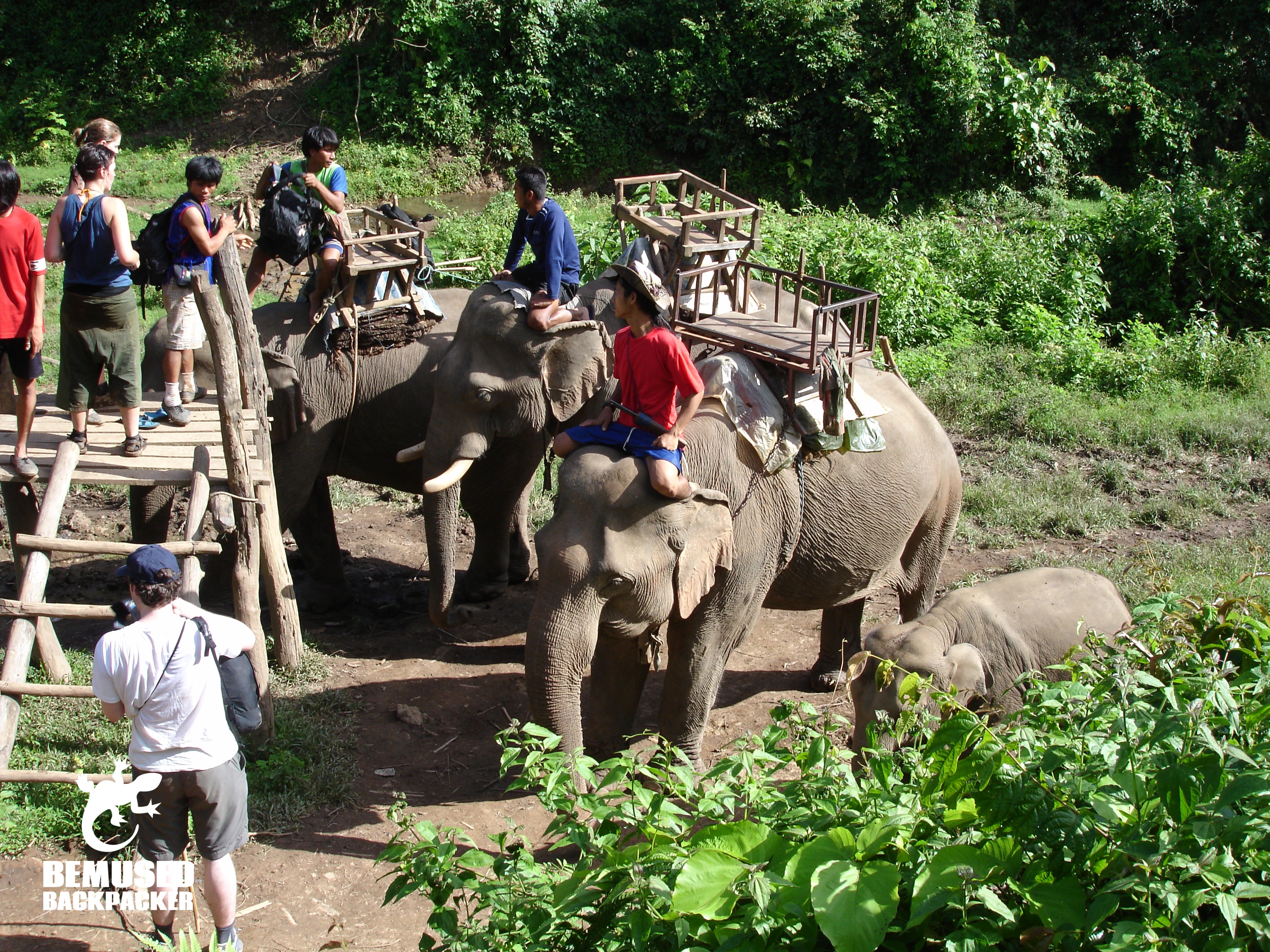 elephant trekking elephant riding irresponsible tourism