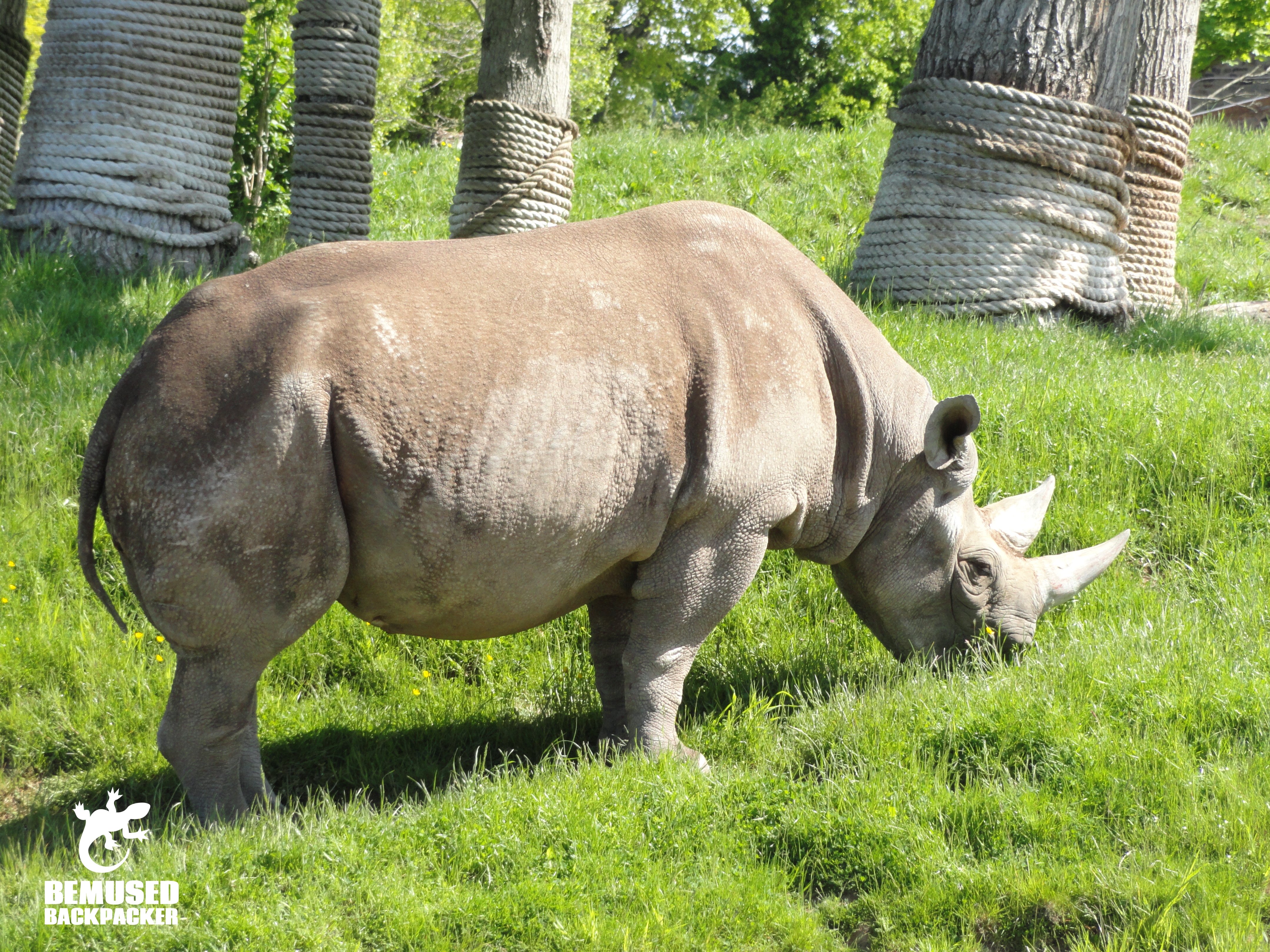 White Rhino in Chester Zoo