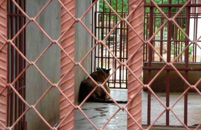 Tiger Temple Abuse Thailand.