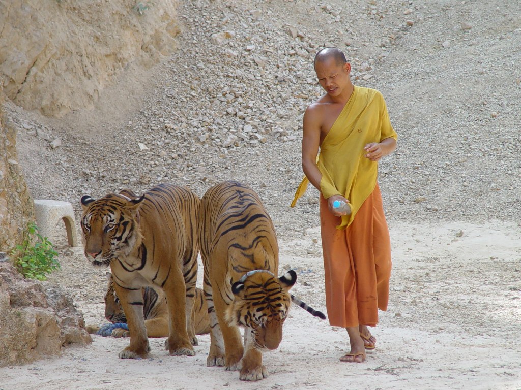 Tiger Temple Thailand