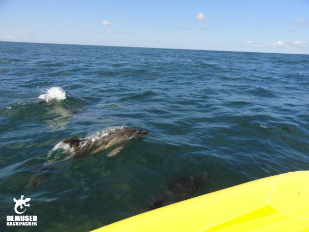 Responsible dolphin spotting on the Gower coast, Swansea Wales