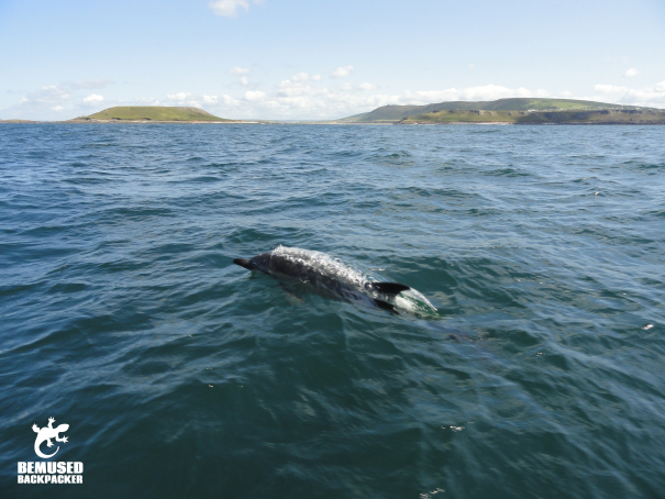 Responsible dolphin spotting on the Gower coast, Wales