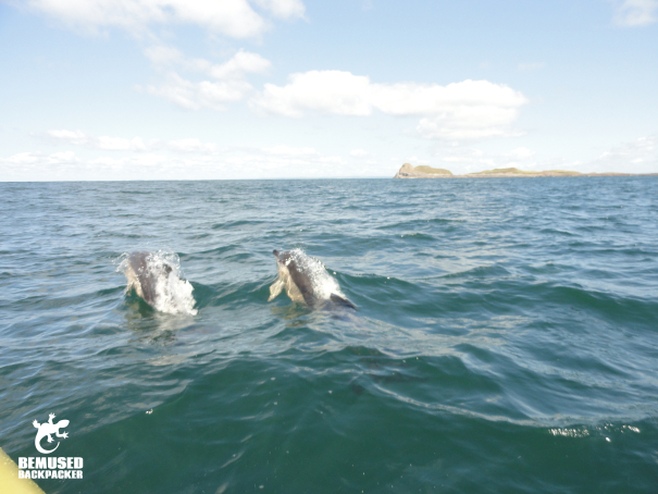 dolphin spotting, responsible tourism Gower coast, Wales