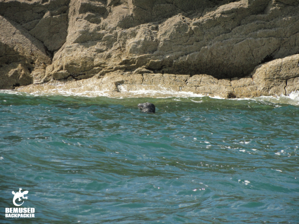 Responsible wildlife spotting Gower Coast Wales