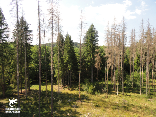 Piatra Neamt Romania Dragos Voda Bison Reserve