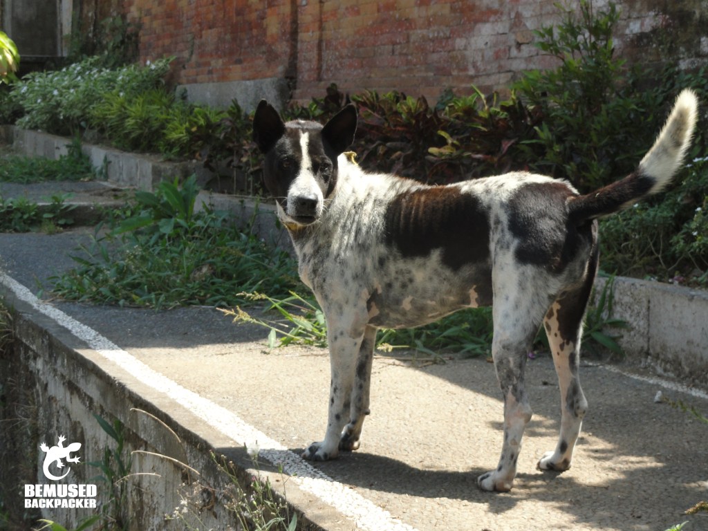 Bali dog Rabies BAWA