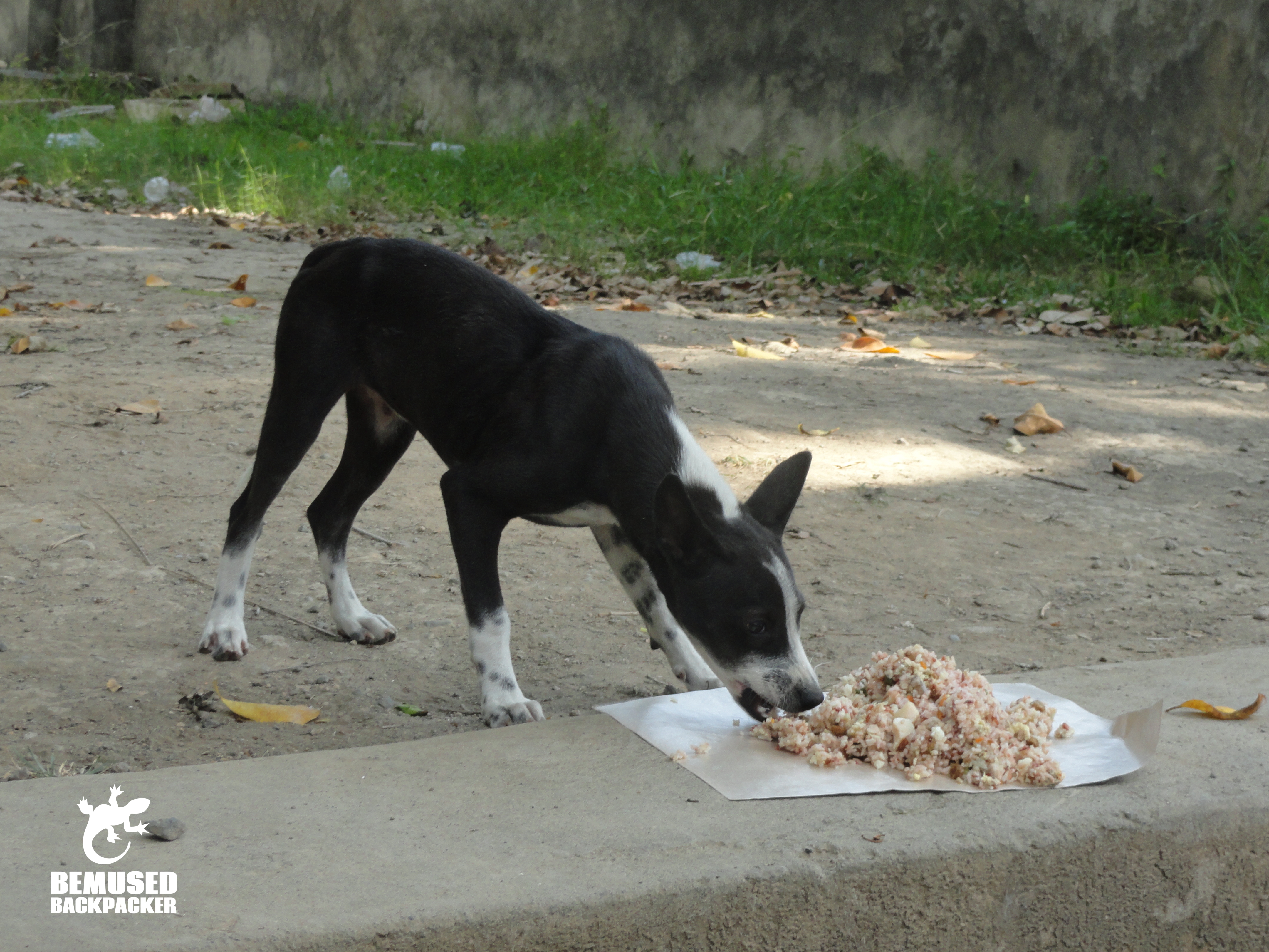 BAWA street feeding team Bali heritage dog