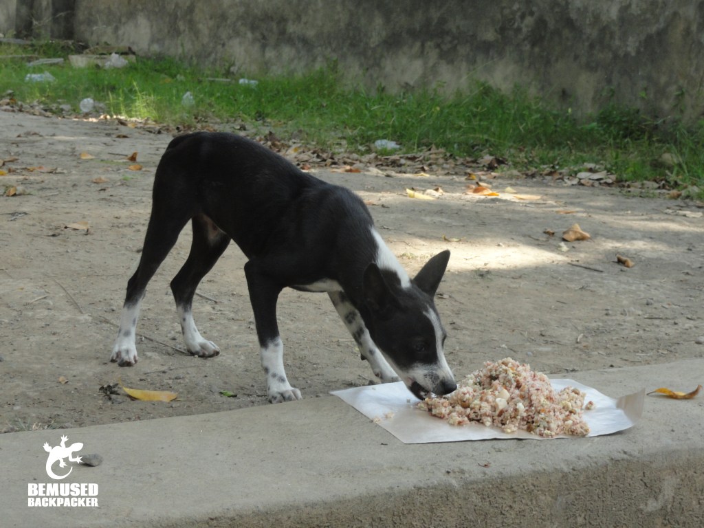 A Day With BAWA’s Street Feeding Team In Bali. Bemused Backpacker