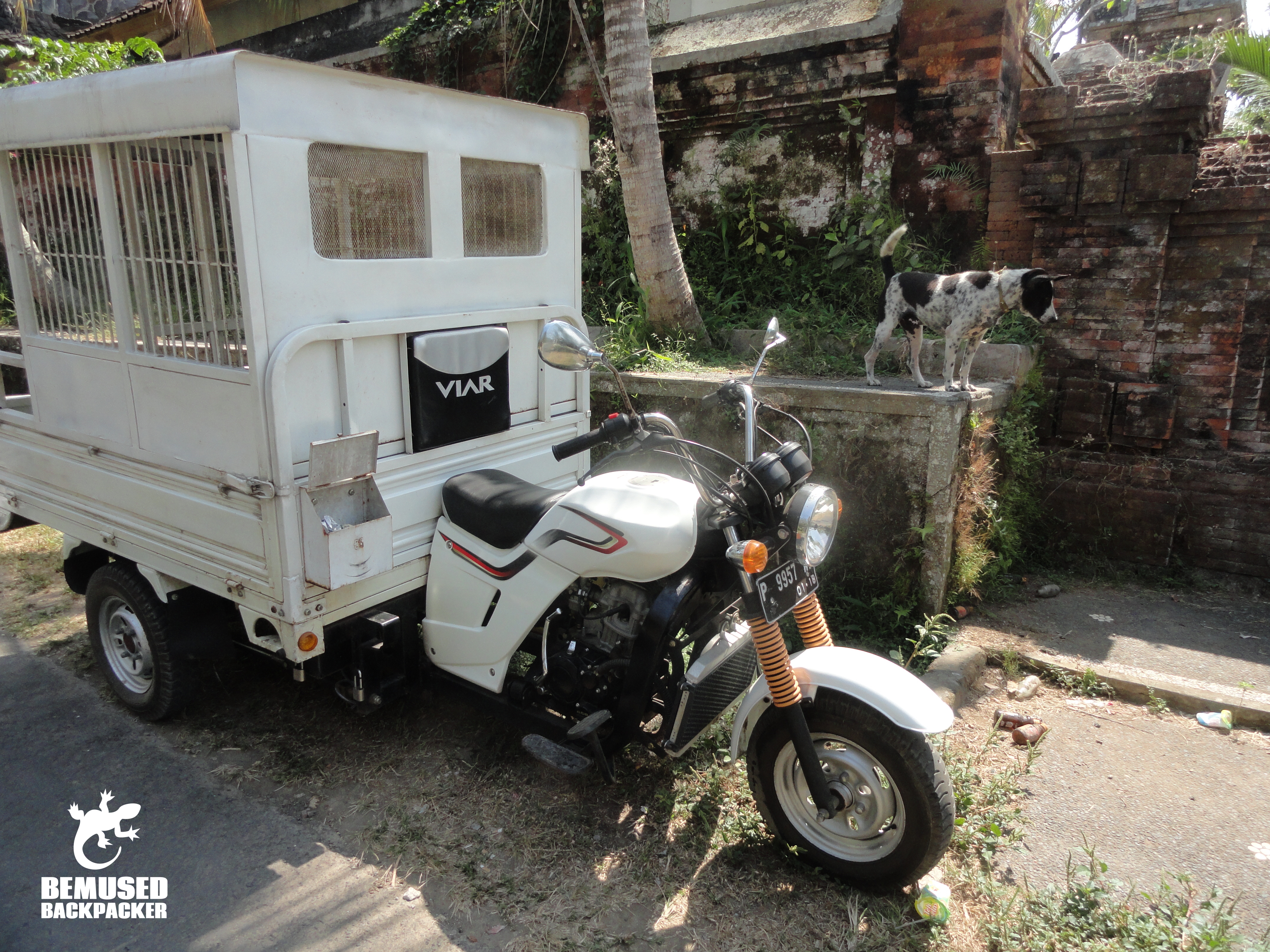BAWA Bali street feeding team