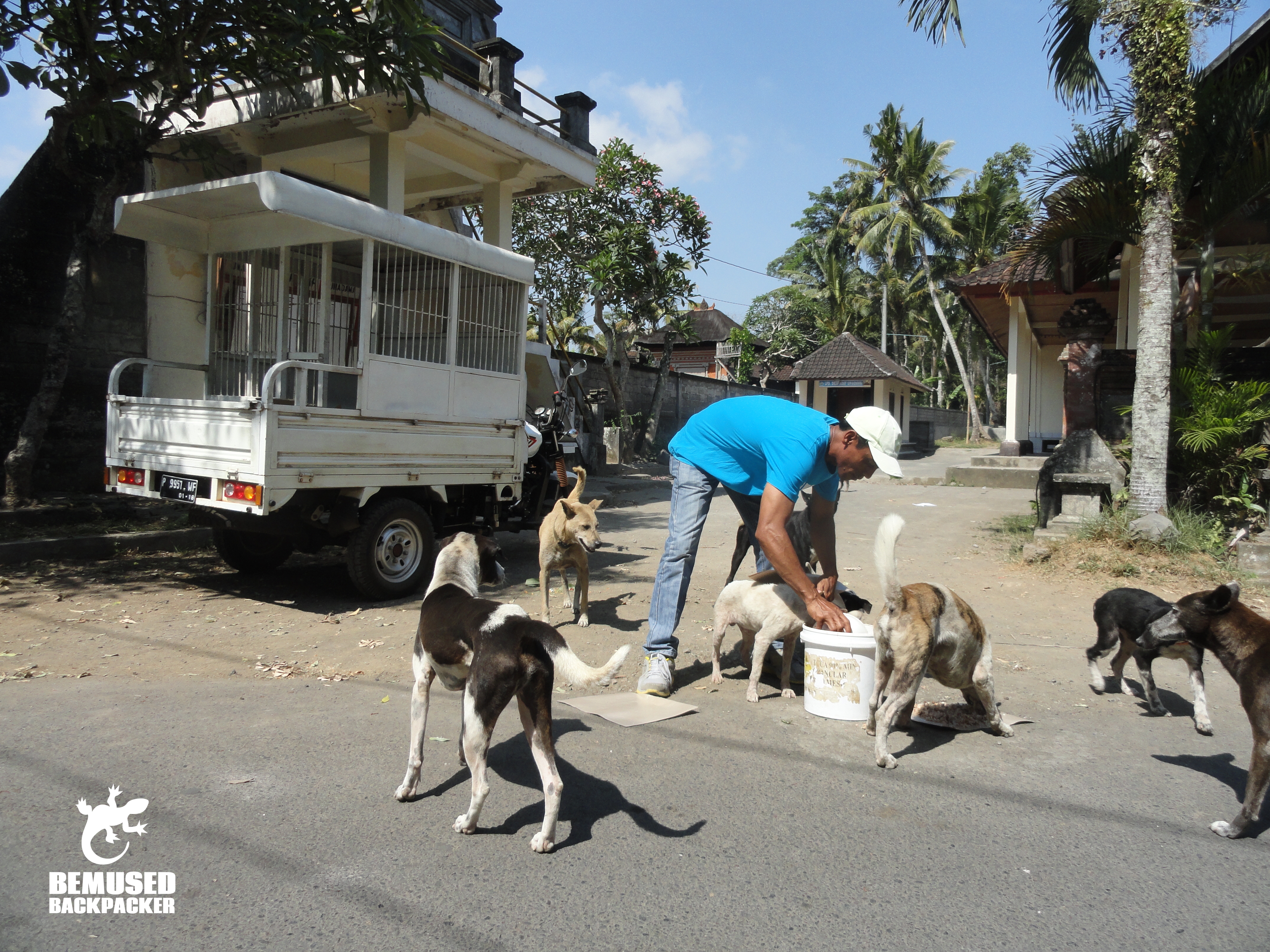 BAWA BALI street feeding team