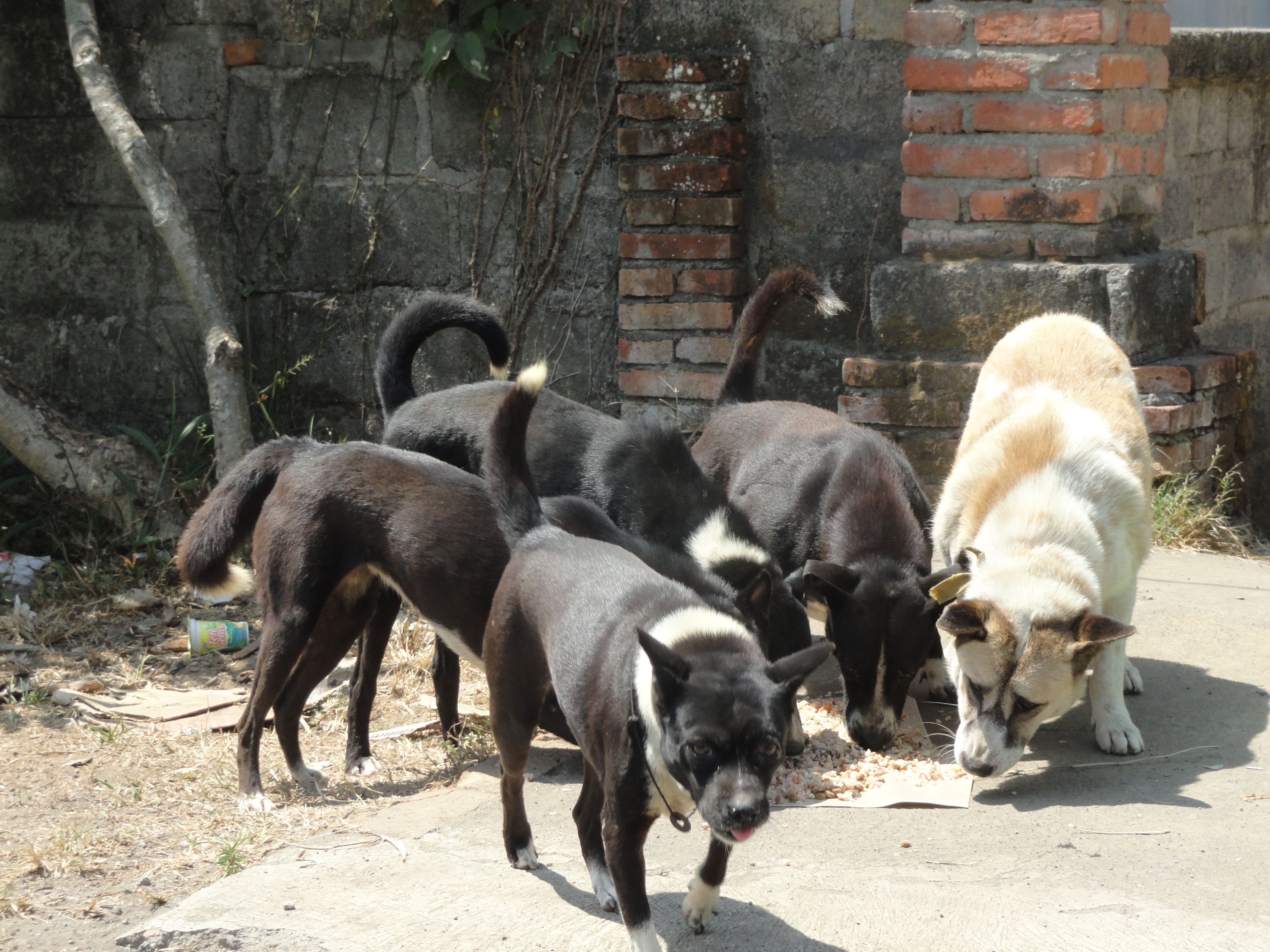 BAWA Bali dogs