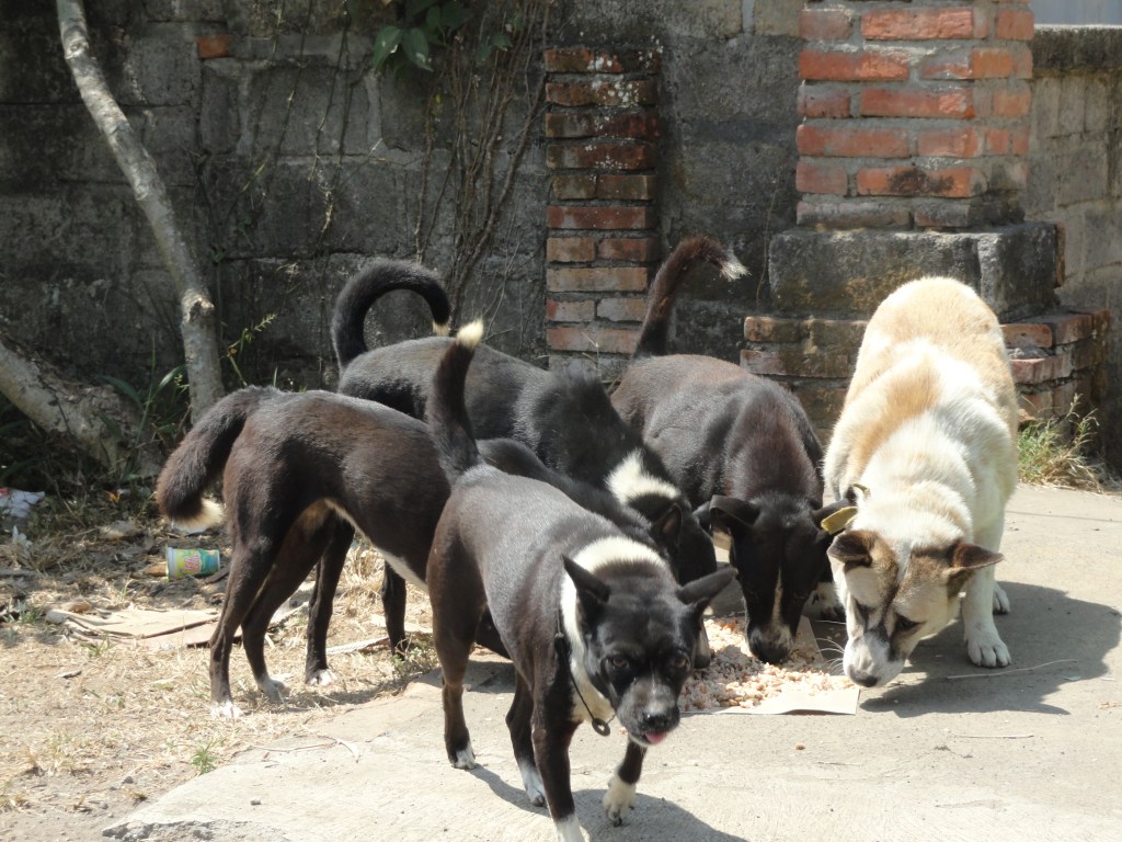 BAWA Bali dogs