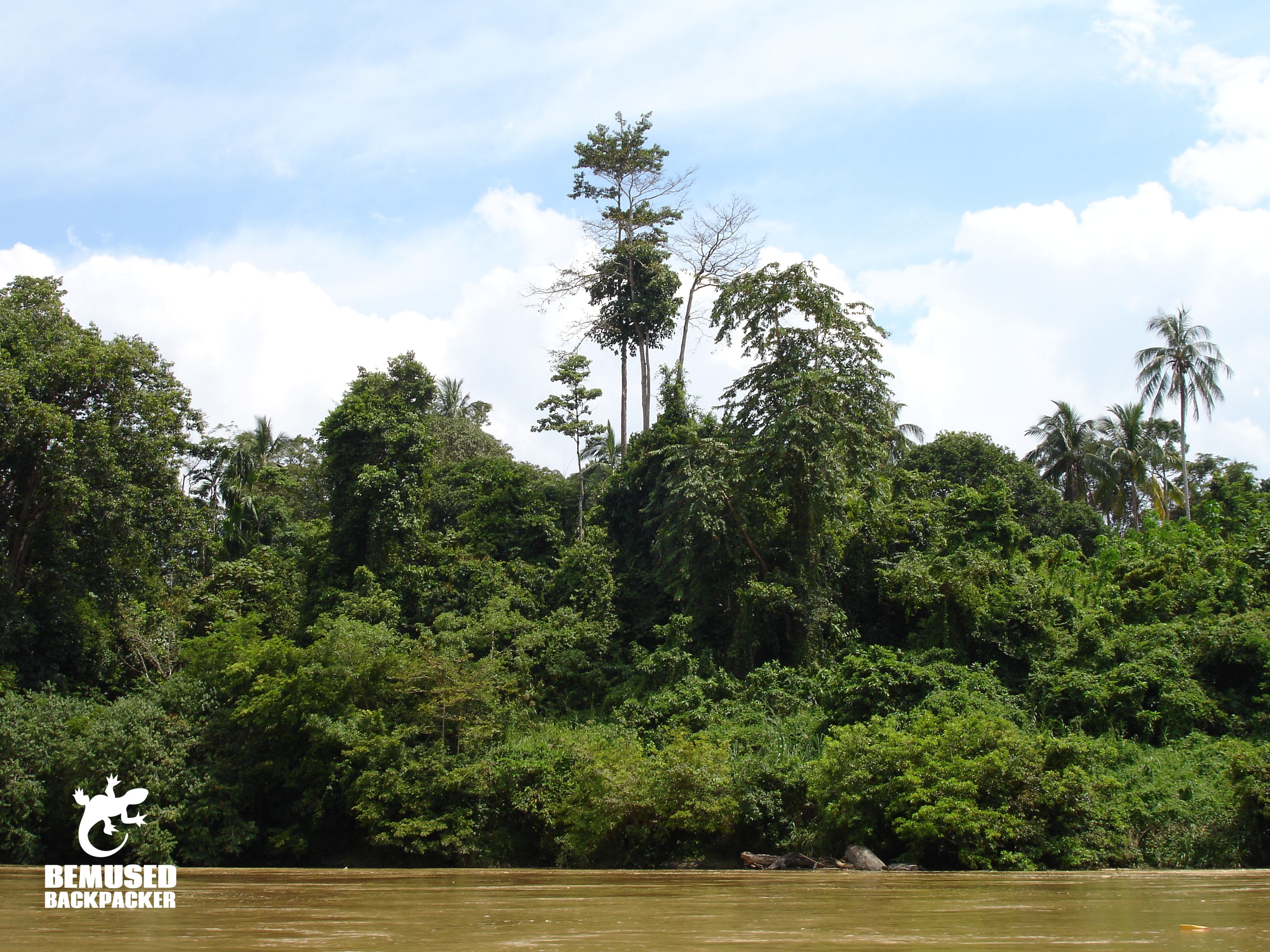 Kinabatangan River Borneo