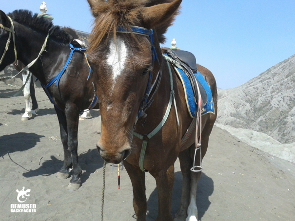 riding horses Mount Bromo Indonesia responsible tourism
