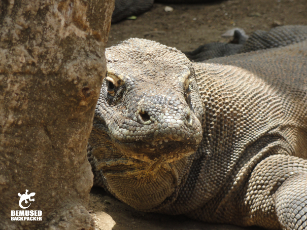 Komodo Dragon on Komodo Island Indonesia