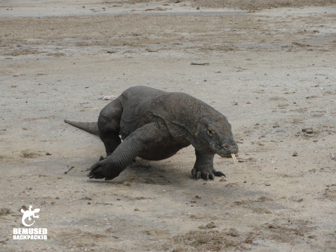 Komodo Dragon on the beach at Komodo Island Indonesia
