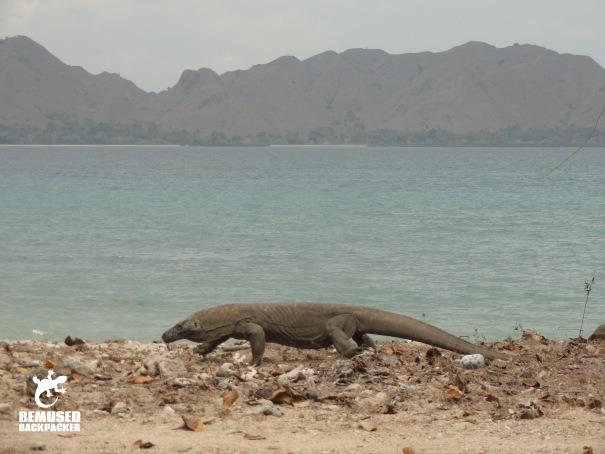 Komodo Dragon on the beach at Komodo Island National Park Indonesia