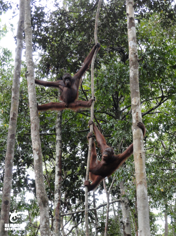 seeing Orang Utans in the wild at an Orangutan rehabilitation centre Borneo