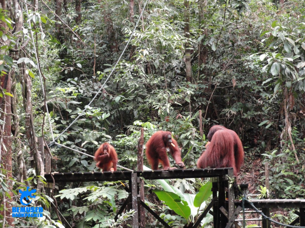 Semmengoh Orang utan rehab centre borneo