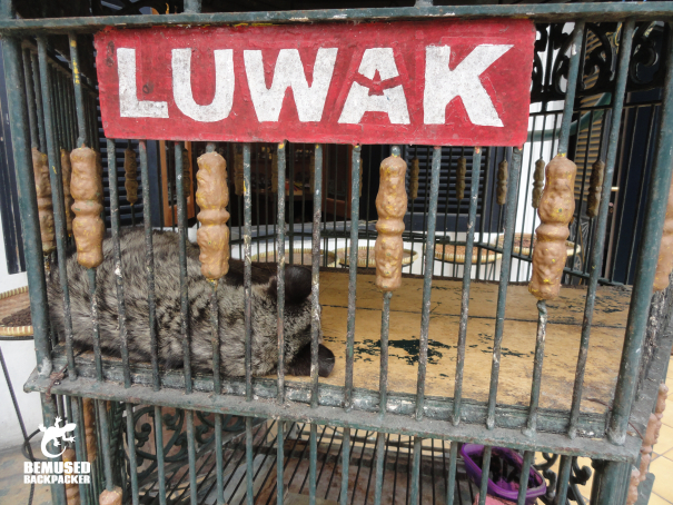 Civet in a cage being used to process Kopi Luwak, coffee tourism Java Indonesia