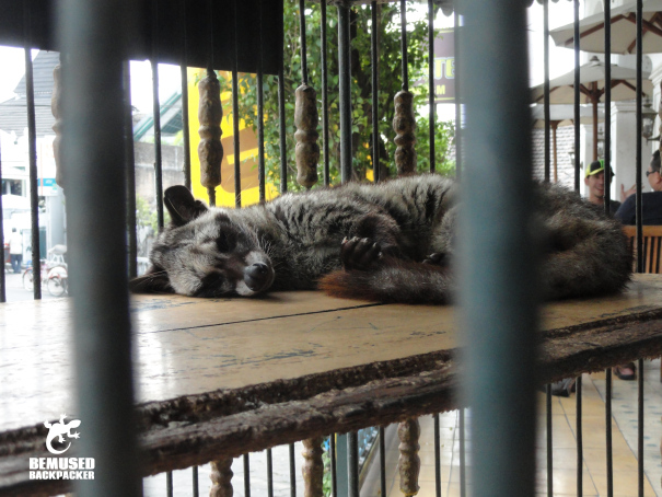 Civet in a cage being used to process Kopi Luwak, coffee tourism Java Indonesia