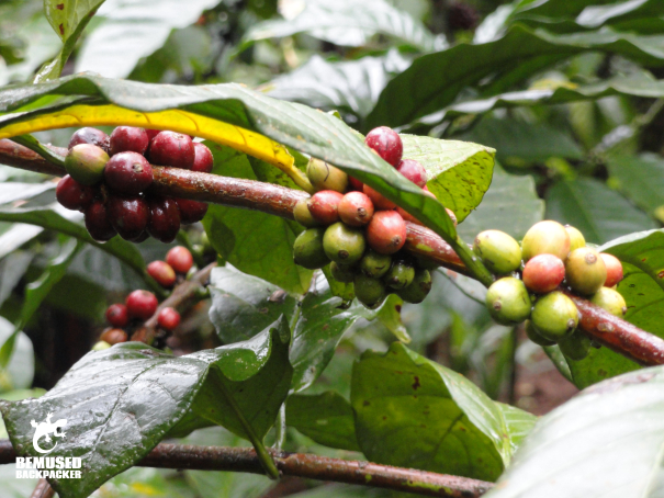 Coffee beans coffee plantation tourism Java Indonesia