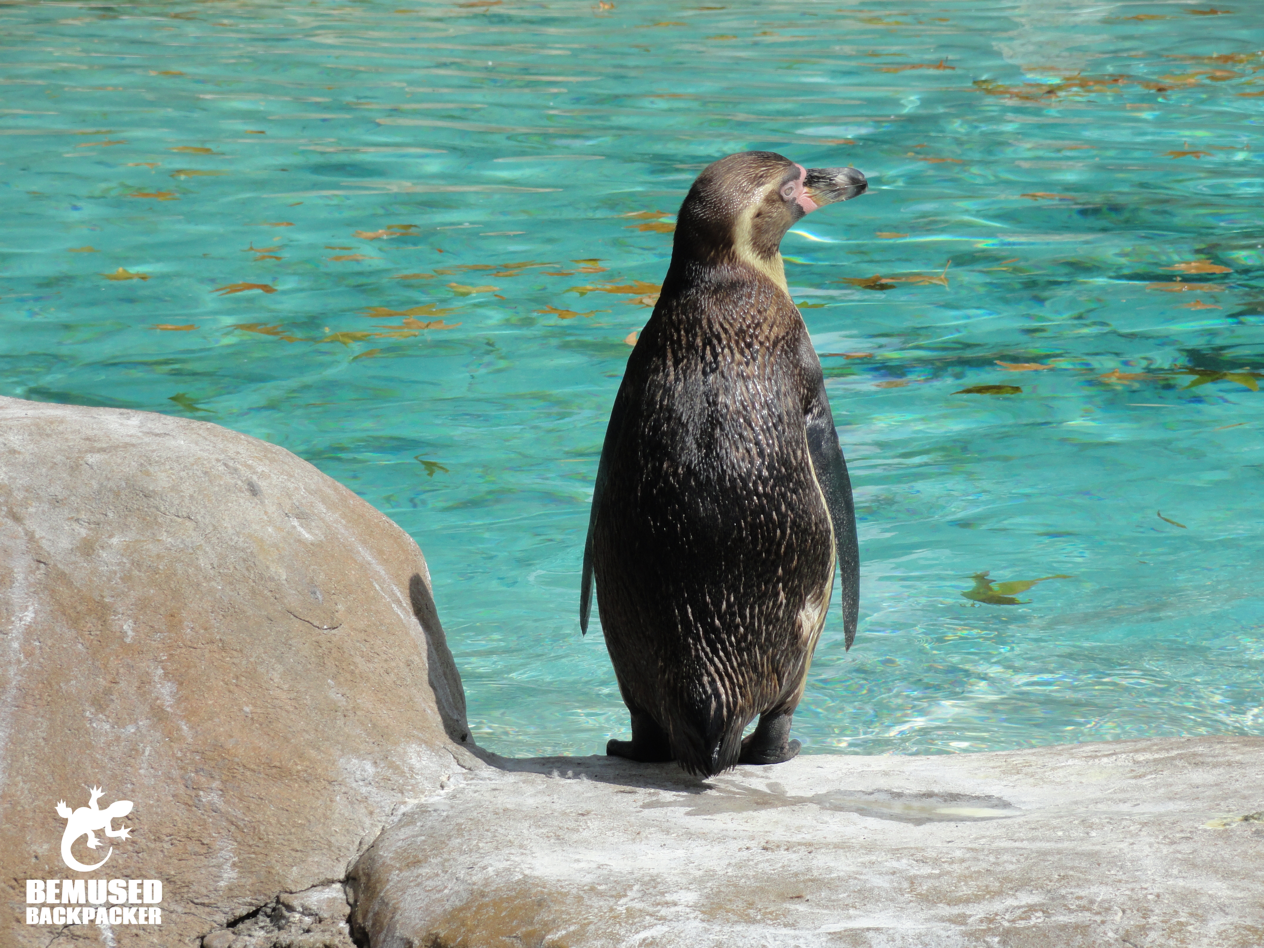 Ethical zoos responsible tourism