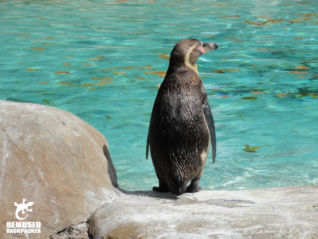 Ethical zoos responsible tourism