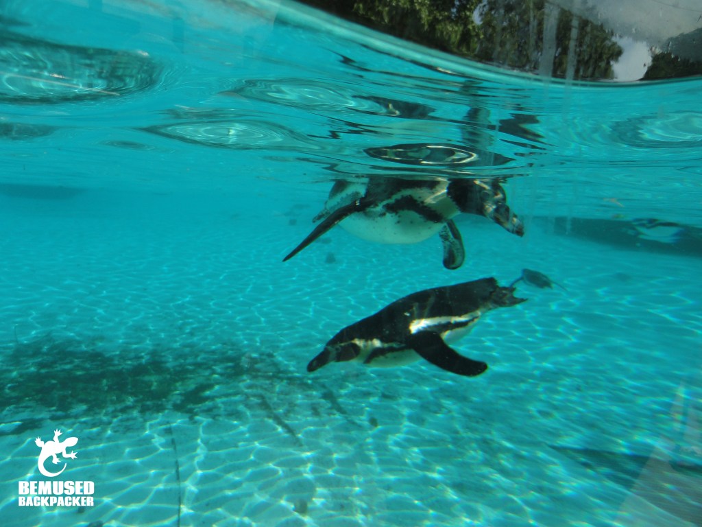 Penguin swimming underwater at London Zoo