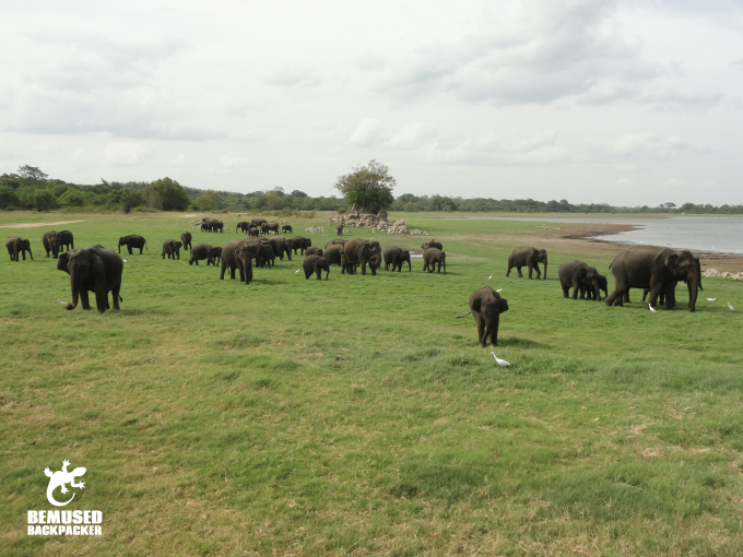 Elephant Gathering at Minneriya National Park Sri Lanka