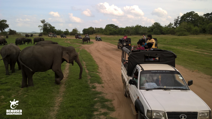 Irresponsible Jeep Safari at the Elephant Gathering at Minneriya National Park Sri Lanka