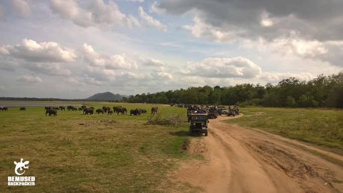 Irresponsible Tourism Crowded Jeep Safari at the Elephant Gathering at Minneriya National Park Sri Lanka