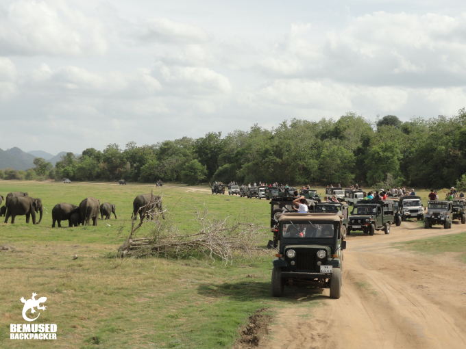 Jeep Safari at the Elephant Gathering at Minneriya National Park Sri Lanka Irresponsible Tourism