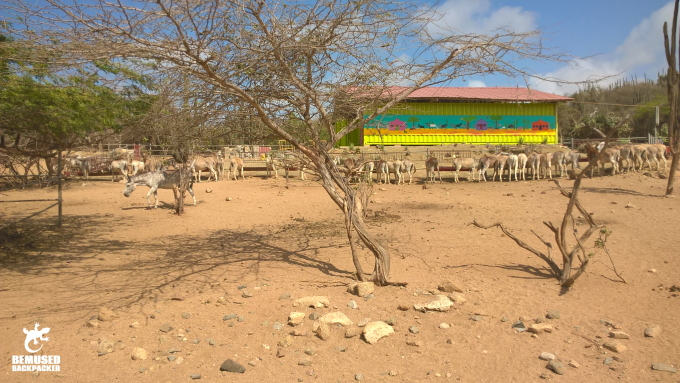 Donkeys at the Aruba Donkey Sanctuary