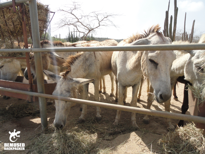 Donkeys at the Aruba Donkey Sanctuary
