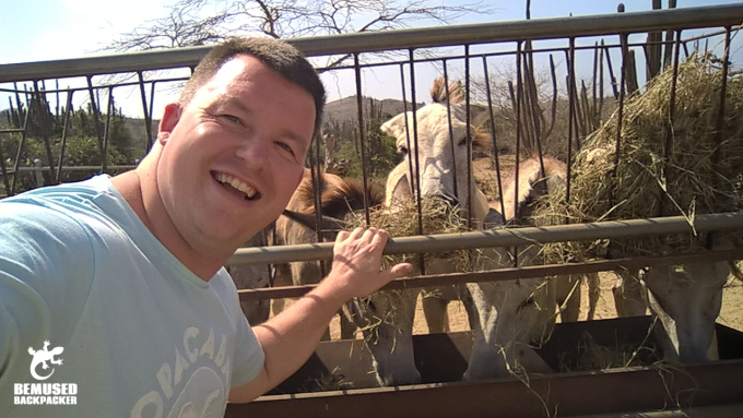 Donkeys at the Aruba Donkey Sanctuary