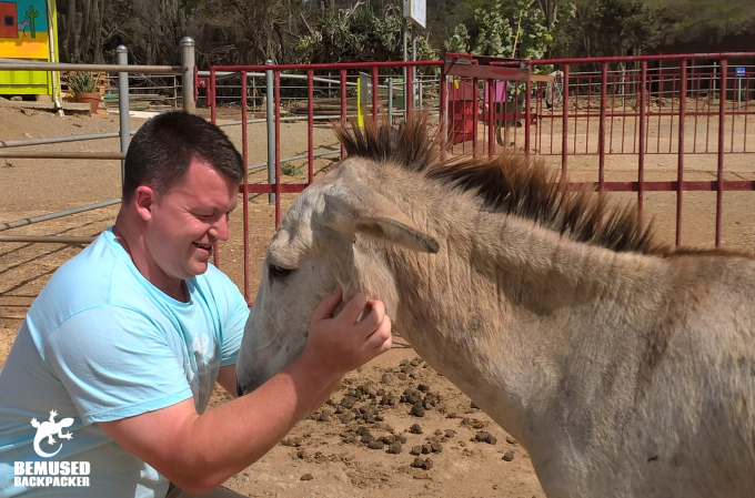 Michael Huxley Petting A Donkey At The Aruba Donkey Sanctuary