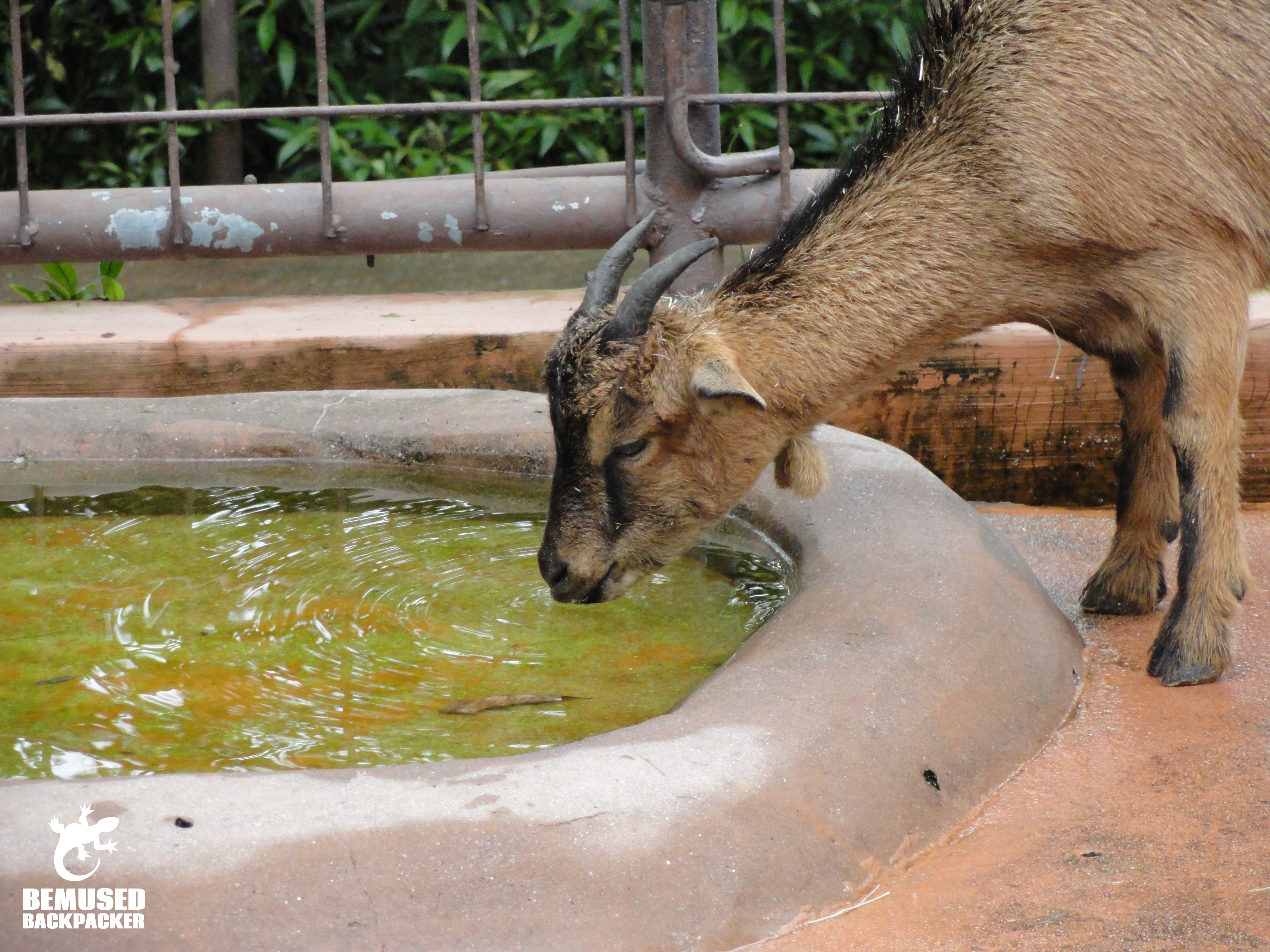 Goat Farm Family Travel Singapore
